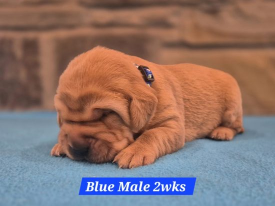 12-26 Cori x CJ blue-collared male