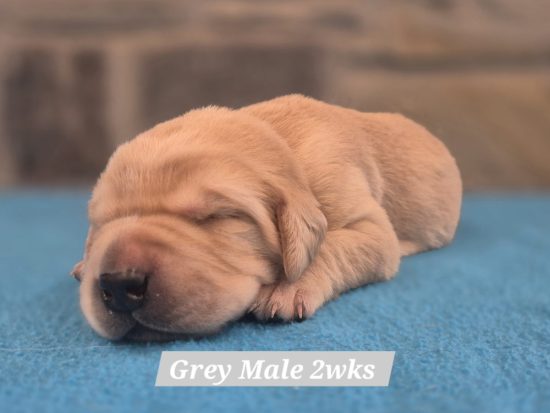 12-26 Cori x CJ grey-collared male