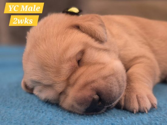 12-26 Cori x CJ yellow-collared male