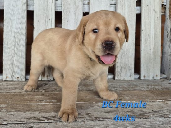 20260821 1546110
