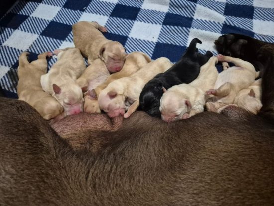 IMG 20260404 105311 (1) (1) (1)